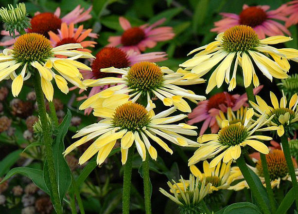 Rd Rudbeckia 'Sunrise', Echinacea 'Sunrise'