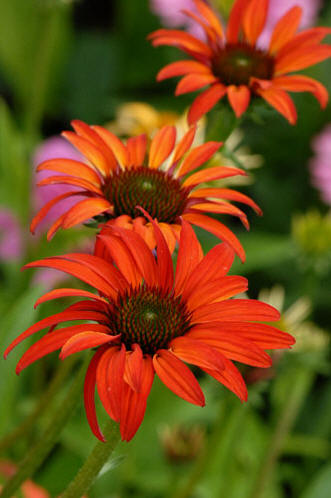 Rd Rudbeckia 'Tomato Soup', Echinacea 'Tomato Soup'